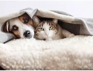 Hébergements avec animaux